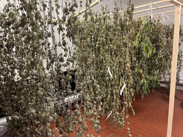 Im "Dry Room" (dt.: Trocknungsraum) hängen die Pflanzen bei optimalen Bedingungen ab und trocknen rund zehn Tage | Foto: sra