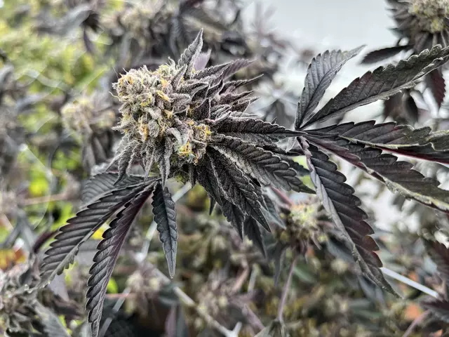 Ein echter Hingucker. Marihuana Pflanzen gibt es nicht nur in Grün | Foto: sra