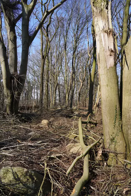 Herabgefallene Äste und umgestürzte Bäume prägen das Areal | Foto: Landkreis Stade