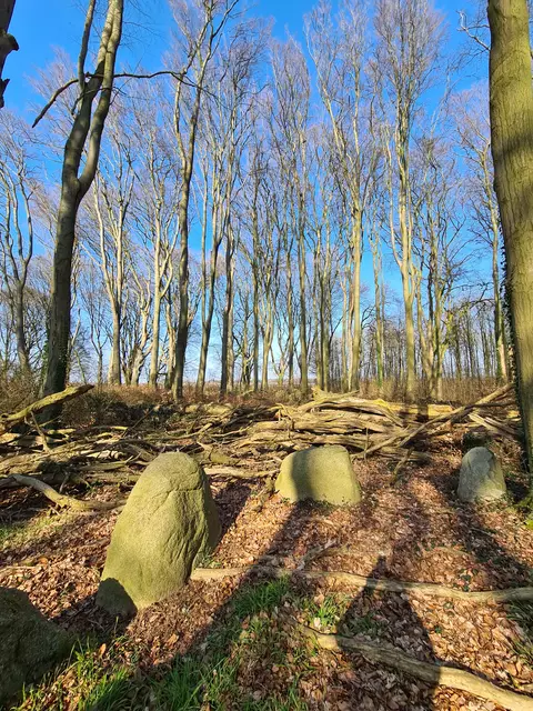 Die morschen Bäume stellen eine Gefahr für Besucher dar | Foto: Landkreis Stade