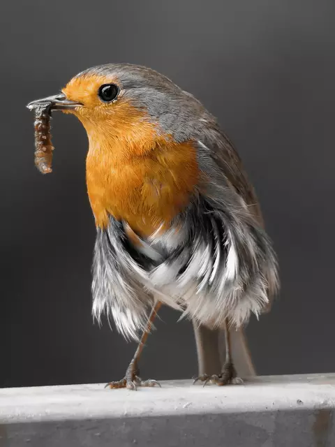 Um dieses Rotkehlchen in ihrem Garten aufzunehmen, hat Carola Meyer-Fricke verwendet | Foto: Carola Meyer-Fricke