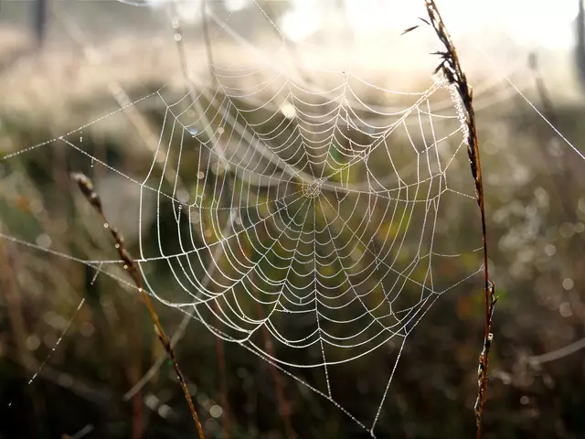 Ein Spinnennetz im Tister Bauernmoor | Foto: Carola Meyer-Fricke