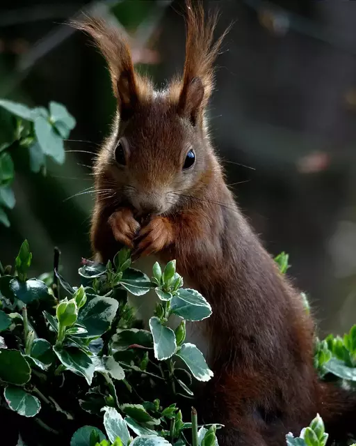 Häufiger Gast in ihrem Garten: ein Eichhörnchen, von dem es auch ein gemaltes Bild gibt | Foto: Carola Meyer-Fricke