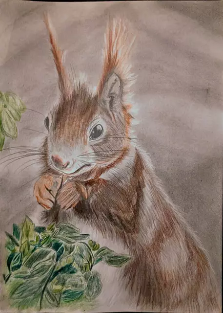 Das Eichhörnchen aus ihrem Garten hat Carola Meyer-Fricke auch gezeichnet | Foto: Carola Meyer-Fricke