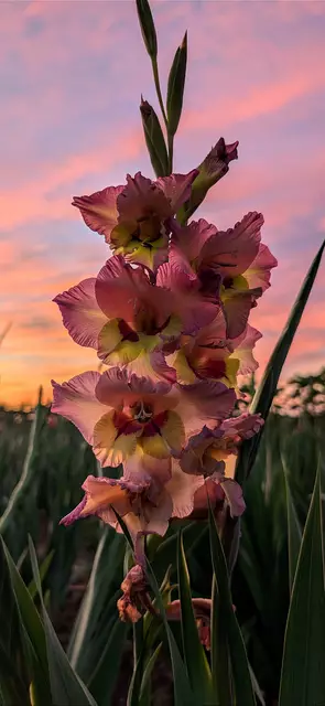 Blumen gehören zu den bevorzugten Motiven von Carola Meyer-Fricke | Foto: Carola Meyer-Fricke