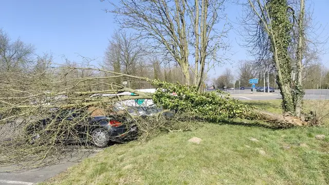 Ein Baum fiel auf ein VW Beetle Cabrio | Foto: PI Harburg