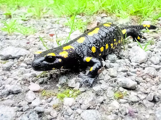 Der Feuersalamander ist das ganze Jahr über unterwegs  | Foto: ÖNSOR / S. Pils