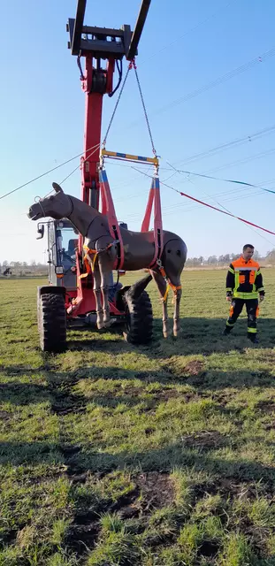 Foto: ComCavalo