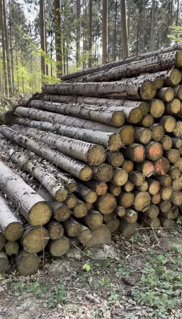 Holzpolter im Wald  | Foto: sra