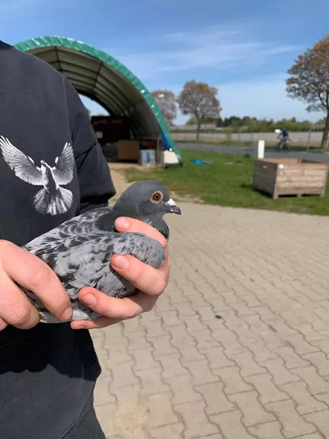 Foto: Stadttauben Buchholz eV