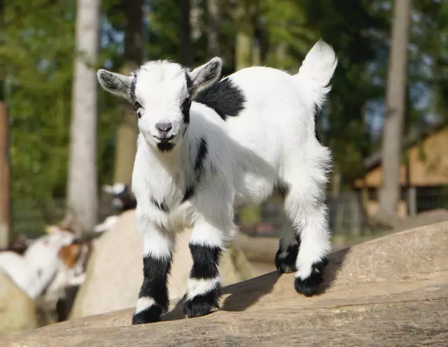 Zwergziegennachwuchs im Wildpark Schwarze Berge | Foto: Wildpark Schwarze Berge