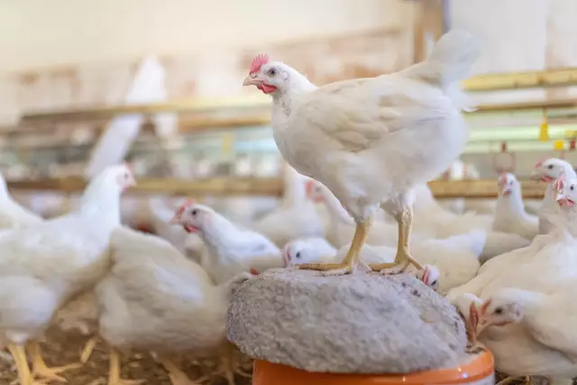 Sogenannte Zweinutzungshühner in einem Projekt des Tierschutzlabels „Für Mehr Tierschutz“ | Foto: Carsten Riedl