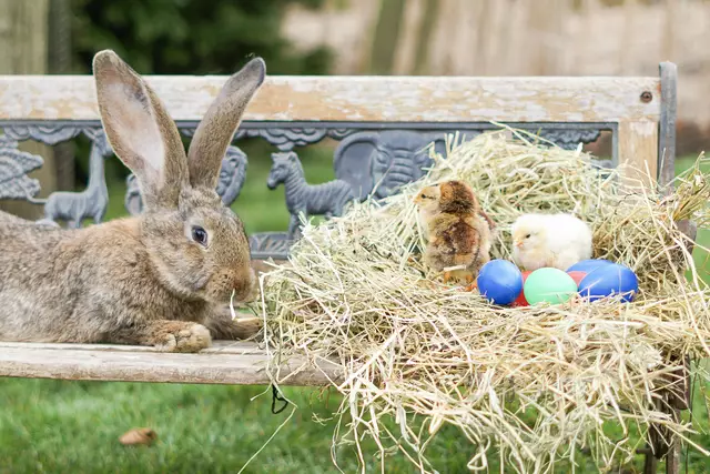 Der Osterhase hat jede Menge Spaß und Frühlingszauber für das Kinder-Osterfest im Wildpark Lüneburger Heide im Gepäck Fotos: Wildpark Lüneburger Heide
