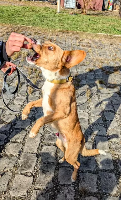 Foto: Strays of Streets