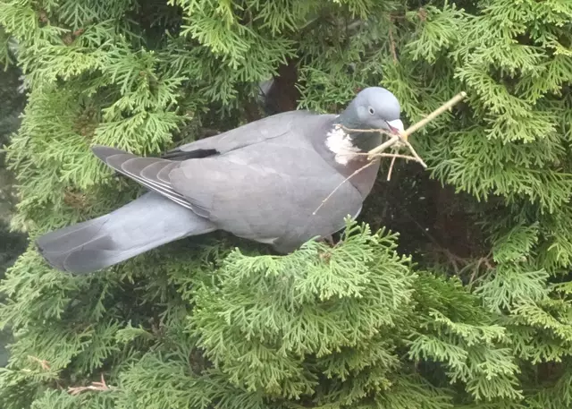 Eine fleißige Taube | Foto: Viera + Rainer Olsen, Seevetal 