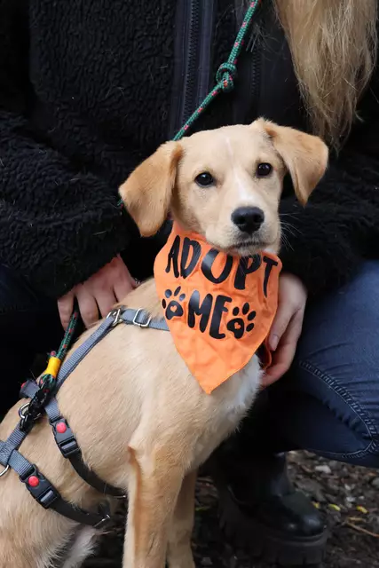 "Adoptiert mich" -steht aus dem englischen übersetzt auf dem Halstuch von Nikolaus | Foto: Strays of Streets