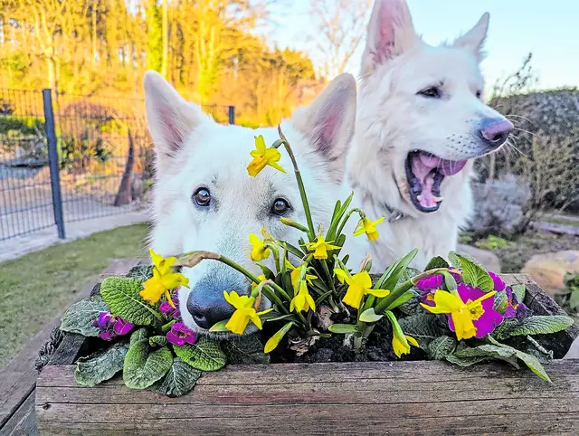 Die Hunde Herkules und Cerberus genießen die ersten warmen Sonnenstrahlen | Foto: Gabriele Staatz-Duckert, Rosengarten