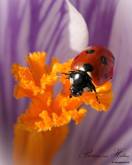 Foto: Bettina von Holten, Rosengarten