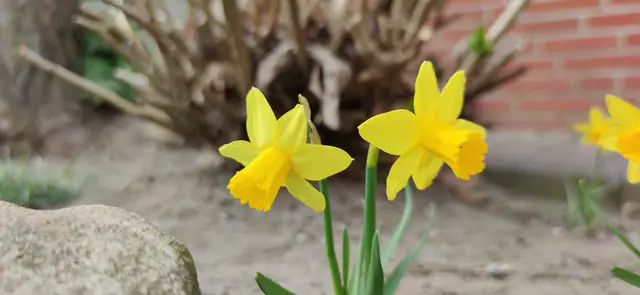 Foto: Günter Erbts, Dibbersen