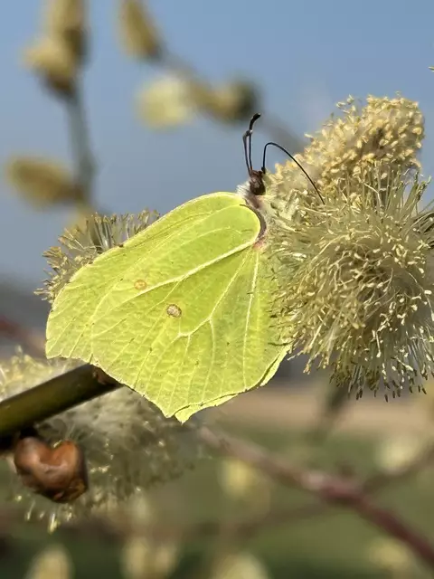 Auf der ersten Radtour im Jahr wurde dieser wunderschöne Zitronenfalter am Wegesrand entdeckt | Foto: Ursel Vigourel, Sauensiek