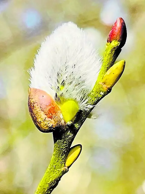 Eine flauschige Weidenkätzchen-Knospe | Foto: Regina Jurgeleit, Buchholz
