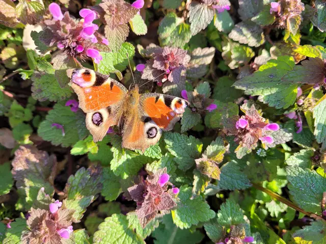 Foto: Renate Joost, Winsen
