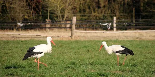 Foto: Annegret Fuseler, Harsefeld 