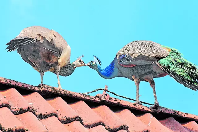 "Love is in the air": tierische Frühlingsgefühle auch beim Pfau und seiner Angebeteten | Foto: screenpx.de - Peter Wiegel, Buchholz