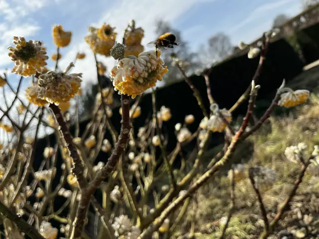 Angehende Blütezeit in Kew Gardens in London | Foto: Lyn-Sophie Buck, Stade
