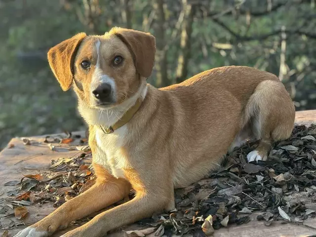 Kimi hat sein neues Zuhause in Alvesen gefunden | Foto: Strays of Streets