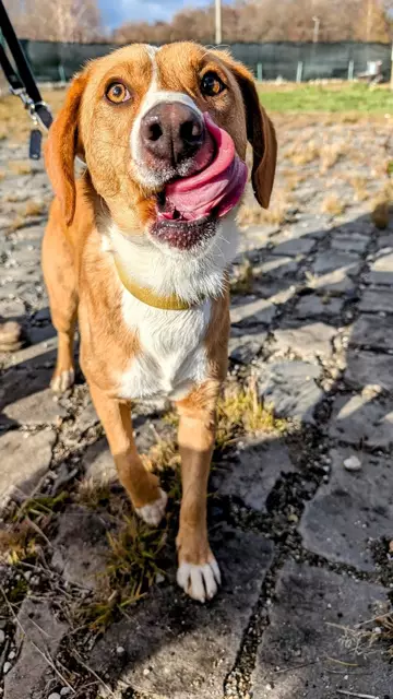 Foto: Strays of Streets