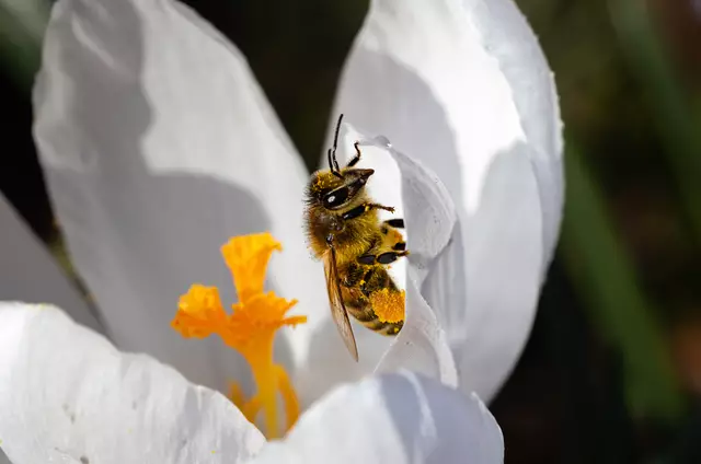 Der Frühling erwacht, sobald das Summen an den Krokussen beginnt und die schicke Biene auf dem Bild scheint den Betrachter direkt anzuschauen | Foto: Sandra Lorenzen-Müller
