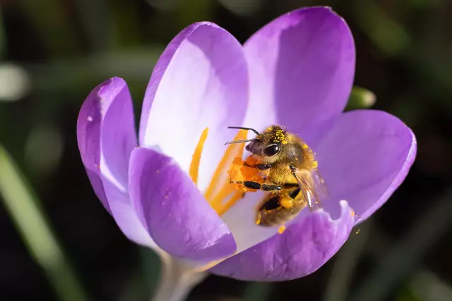 Foto: Norbert Brockhoff, Tostedt