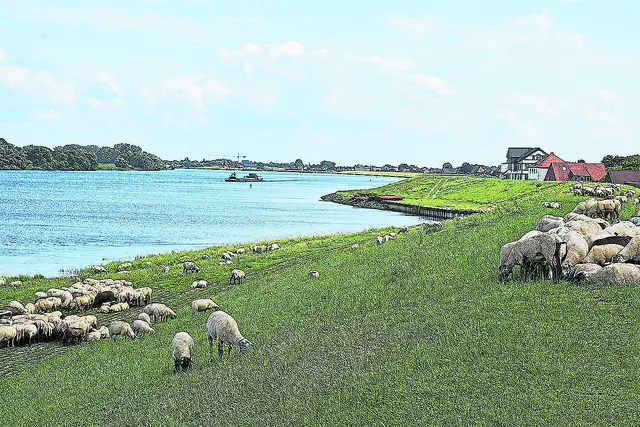 Schafshaltung an der Elbe | Foto: Axel-Holger Haase