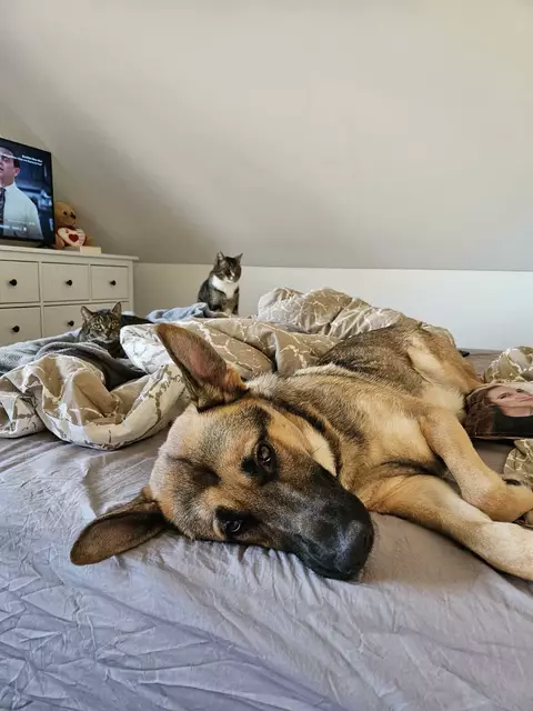 Lubko ist ein lebender Beweis, dass sich Training und Zuwendung für Hundehalter rentieren | Foto: Strays of Streets