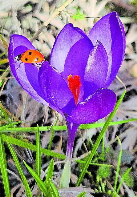 Bei der Gartenarbeit ließ sich dieser Glückskäfer auf einem Krokus blicken - ein Zeichen für gutes Wetter? | Foto: Maike Häcker, Holm-Seppensen