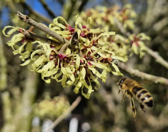Summende Grüße: eine Honigbiene beim Sammeln frischer Pollen an der Zaubernuss (Hamamelis) | Foto: Marco Warstat, Buchholz