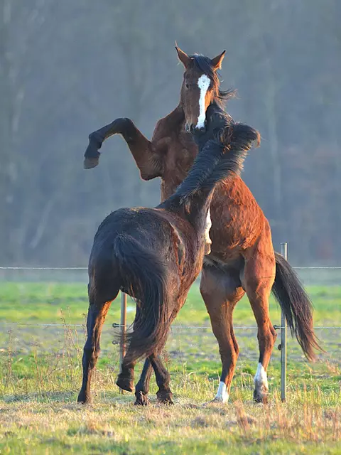 Die jungen Wilden: Auch bei den Pferden setzen die Frühlingsgefühle ein | Foto: Arno Herold, Winsen