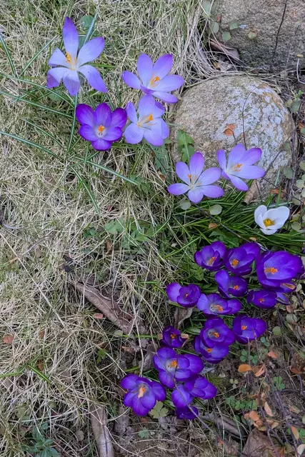 Foto: Anne Versemann, Rosengarten