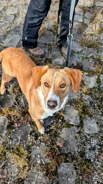 Foto: Strays of Streets