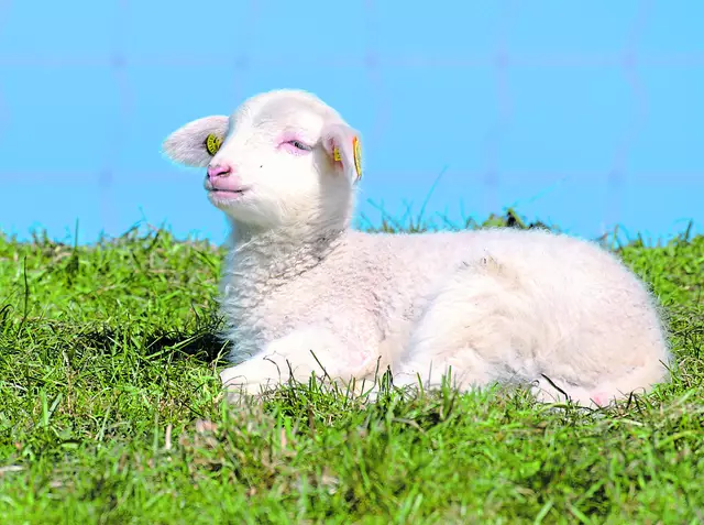 Dieses Lämmchen genießt sichtlich den ersten Frühling auf der Weide | Foto: Reinhard Paulin, Stade