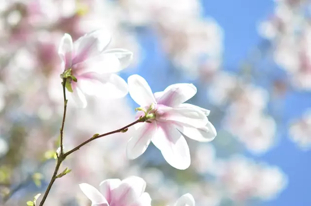 Foto: Adrian Becker, Buchholz