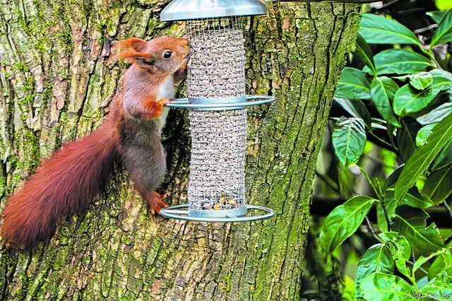 Ein neugieriges Eichhörnchen erkundet das Vogelfutter - und entwendet sicherlich einen schmackhaften Snack | Foto: Volker Kropp, Stelle