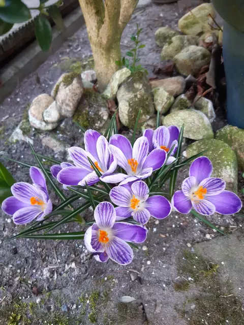 Foto: Maren Fildebrandt, Drestedt 