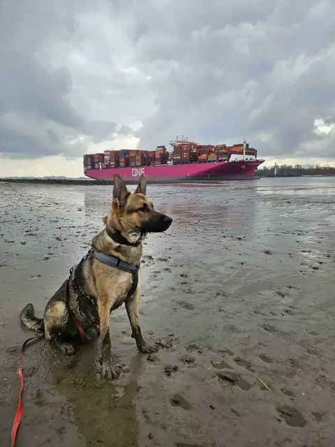 Lubko am Elbstrand - der Mischlingsrüde scheint sein neues Leben zu genießen | Foto: Strays of Streets