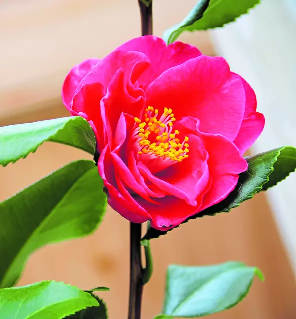 Diese Camellia japonica zeigt sich in voller Pracht in einem Wintergarten | Foto: Annegret Fuseler, Harsefeld 