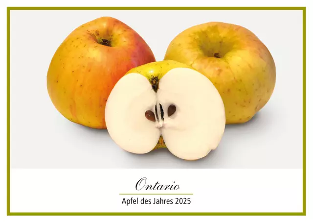 Der Gewinner des Apfel des Jahres 2025: Der Ontario | Foto: Norddeutsche Apfeltag