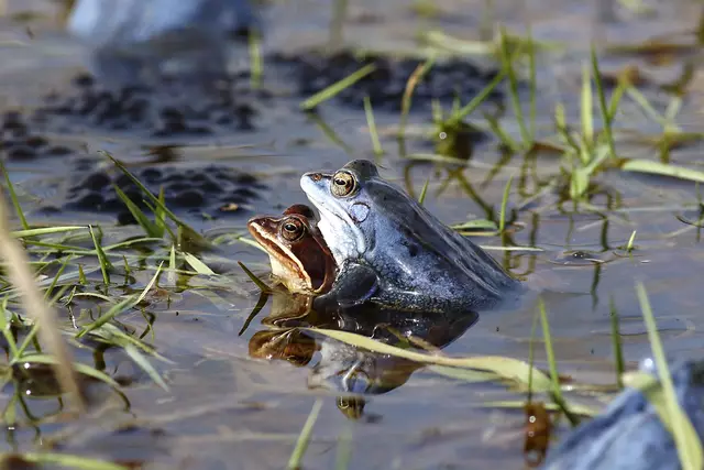 Wenn das Moorfrosch-Männchen "heiß" wird, färbt es sich blau: ein Froschpärchen beim Liebesspiel | Foto: Joachim Schaffhäuser