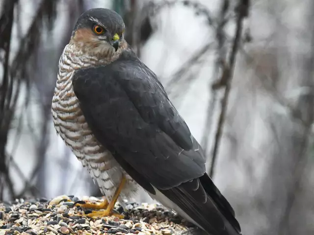Der Sperber ist ein echter Flugkünstler | Foto: Dr. Hannes Petrischak