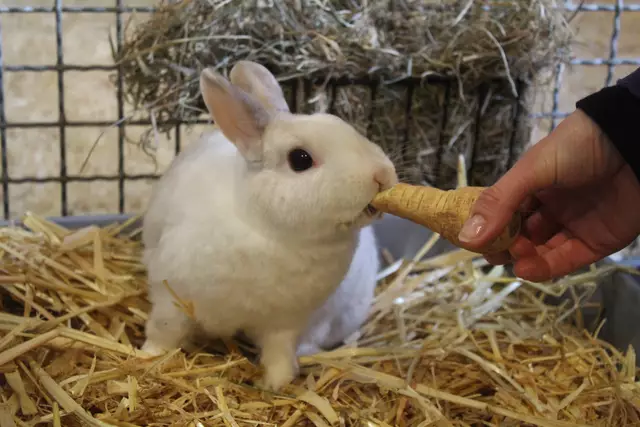 Yuki, ein Zwerg-Satin-Mix freut sich über eine leckere Pastinake | Foto: pm